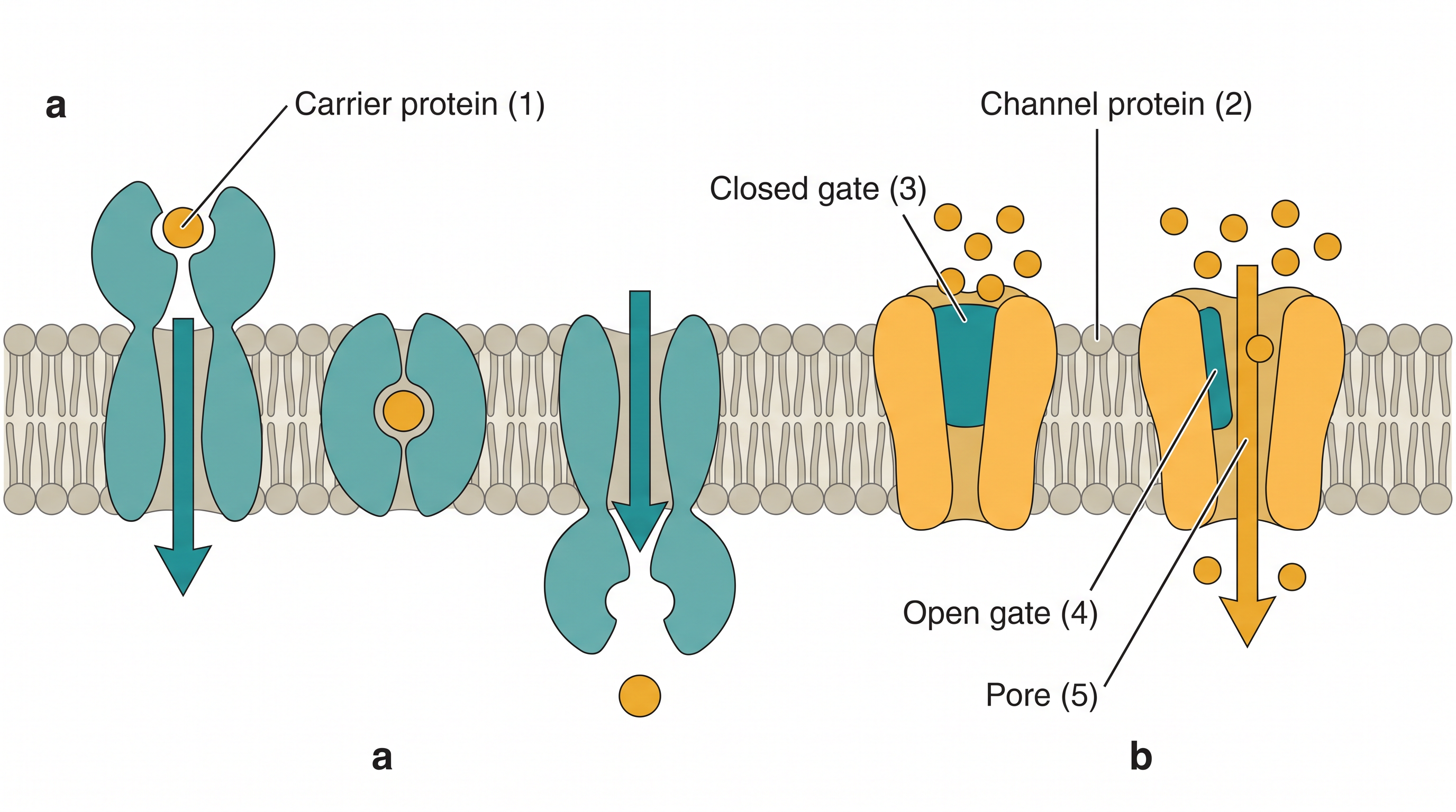 Fig. 2.2
