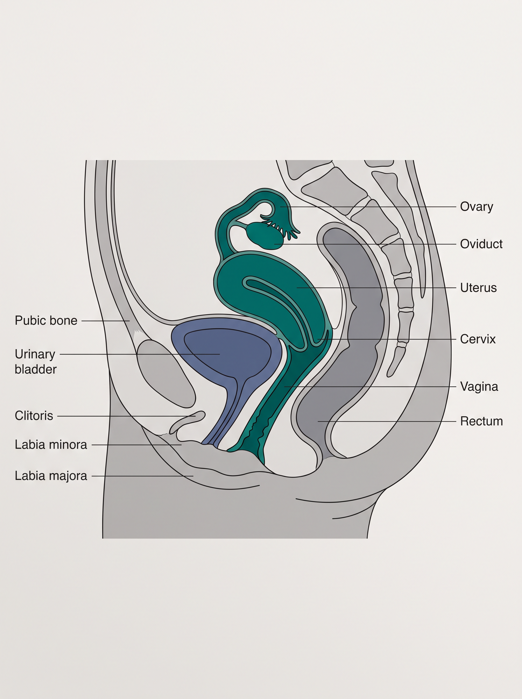 Fig. 2.4a