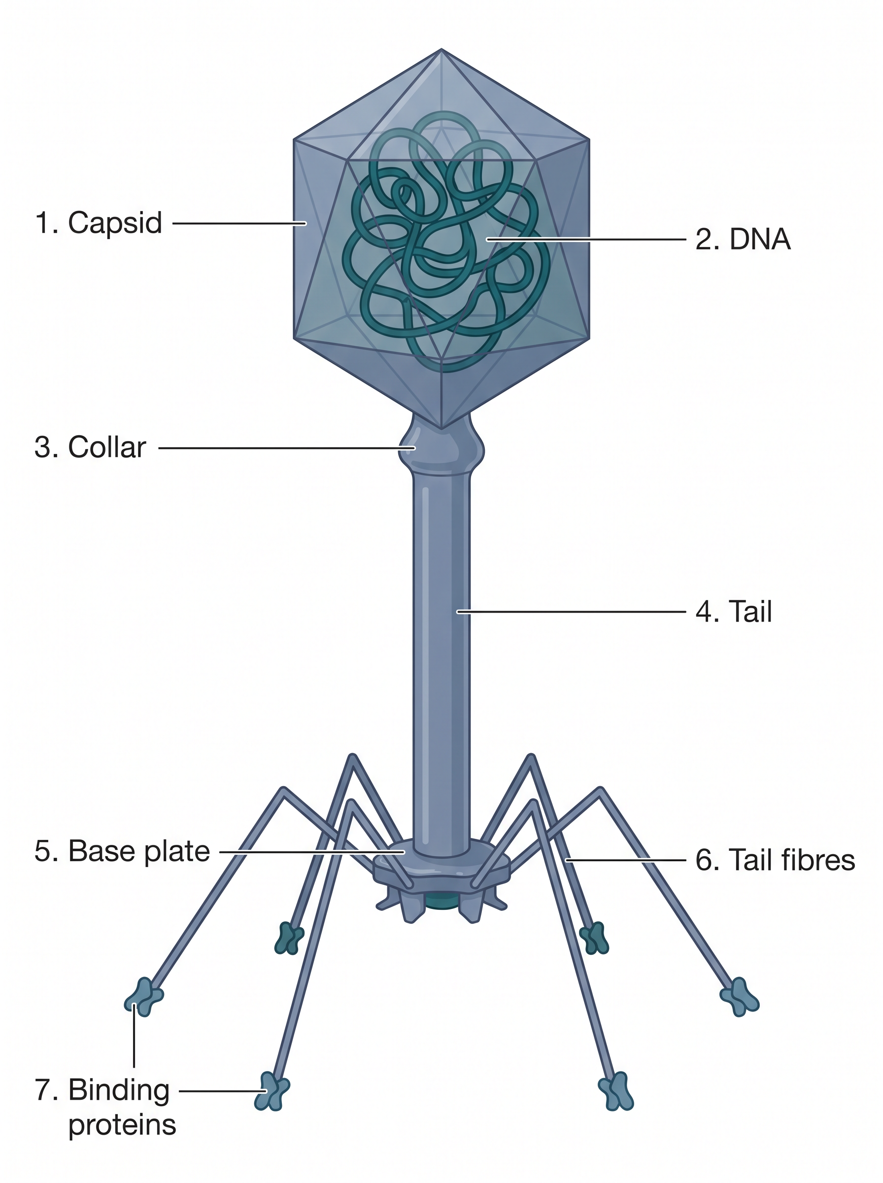 Fig. 2.8