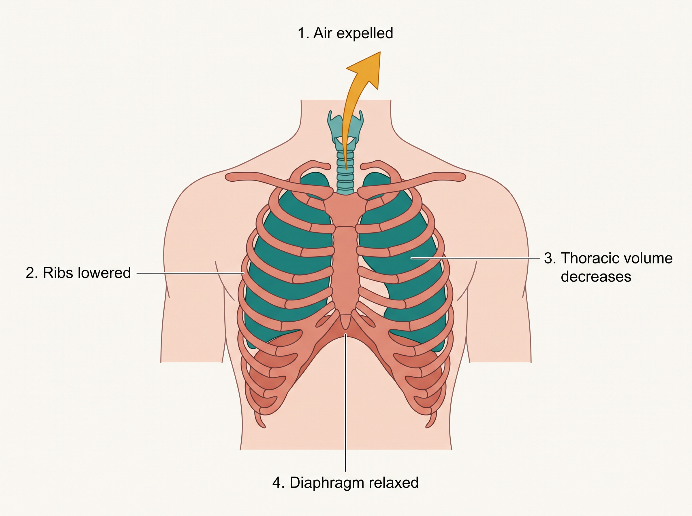 Fig. 14.2b
